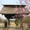 【八ヶ岳観光動画】花咲く「龍岸寺」（北杜市長坂町）