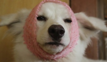 犬にリンゴのネットかぶせたら笑顔消えて草