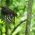 ノグチゲラの雄　Pryer's woodpecker