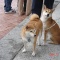 一 番 か わ い い 犬 は 柴 犬