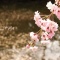 sakurasaku*