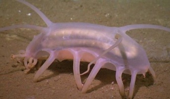 【深海のロマン】深海生物のスレ(画像あり)