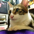 ネコがだらしない(´・ω・`)
