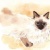 まふら