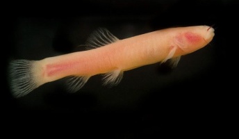 【動物学】目の退化した魚でも数を数えられる
