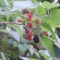 帰りは花見 お土産もあり