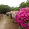 公園のツツジ