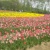 世羅高原のお花