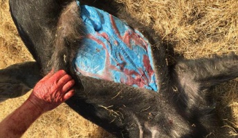 【画像】米国カリフォルニア州にて古い銅鉱山の近くで狩られた野生ブタの肉の色が異常すぎると話題に