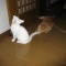 猫飼ってて苦労すること