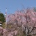 2018.3.31 芝公園 増上寺 東京ミッドタウン