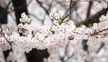 桜とネッコ撮ってきたンゴ!