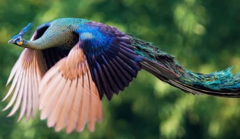 【虫注意】デザインが神ってる動物といえばなに?(画像あり)