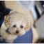 シナモン・・・