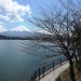 例年、河口湖では桜の見頃はいつですか?