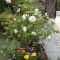 ☆ガーデンのお花☆