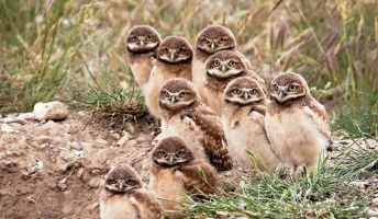 フクロウの可愛さをお前らにも教えたいから画像を貼る