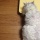 リンをサマーカットにしてみました。