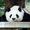 中国「パンダ返せよ。契約終了な」 神戸市「何でもするのでそれだけは辞めてください」