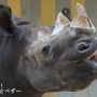 とべ動物園モーニングツアーに行ってきた