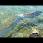 【神秘的】幻の深海魚、リュウグウノツカイが泳ぐ姿【海外動画】