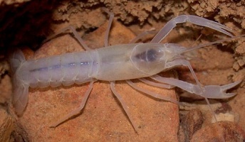 不思議で面白い生き物を紹介してく!(画像あり)