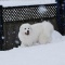 ドックラン新雪だぁ~♪