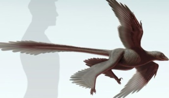 4枚の翼を持つ恐竜の化石を発見、「非常に驚いた。このようなものは見たことがない」