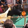 �ե��쥪���š����Ϻע�10/31