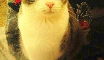 猫がほぼ連日飼い主の墓参り、あまつさえお供え物もしてしまう