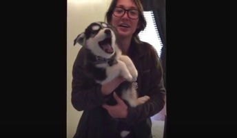 【動画】人の声のような鳴き方をするハスキーの子犬が話題に