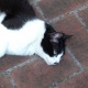 ムサビ猫コレ