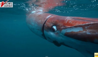 【貴重映像】ダイオウイカが実際に泳いでいる神秘的な姿が撮影される。