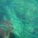 イルカがいっぱい御蔵島