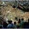 サクラサク＠三島大社