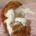 ネコがだらしない(´・ω・`)