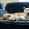 一 番 か わ い い 犬 は 柴 犬