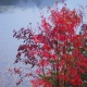 白駒池の紅葉
