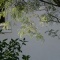 真冬の緑