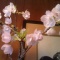 しののめ周辺お花見情報♪ その2 〜お散歩がてら京都観光編〜