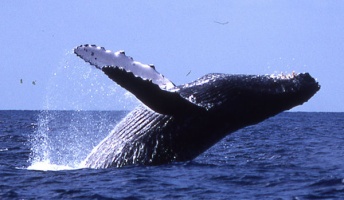 米海洋大気局「ザトウクジラはもはや絶滅危惧種ではない。保護のレベルを下げるべきだ」