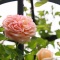 バラが咲きました♪