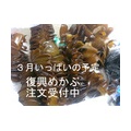 【南三陸町産】復興わかめ&復興めかぶの注文方法