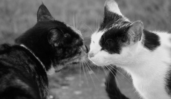 猫のきれいな画像を貼るよー!(壁紙にできそうな画像多数)