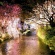 【画像有】桜はなぜ1週間しか仕事をしないのか…福岡で開花