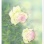 森寛子水彩画作品展 「ばら園散歩」