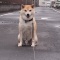 お犬様さま