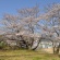 2018桜・さくら 春満開