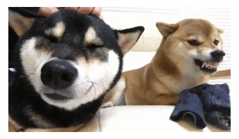 お前らって犬好きな多いよな「犬の画像ポイー」