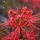 Red spiderlily